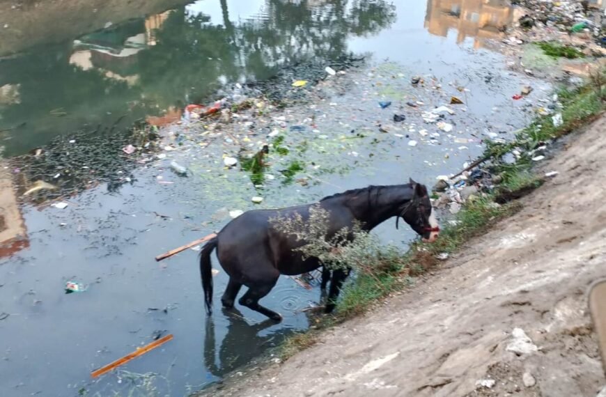 بسبب الشبورة والسرعة الزائدة سقوط حصان فى ترعة بتلا