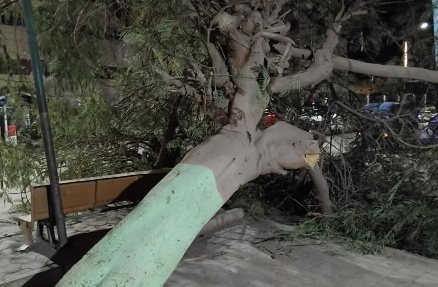 بسبب سوء الطقس..سقوط شجره امام مستشفى تلا بالمنوفية