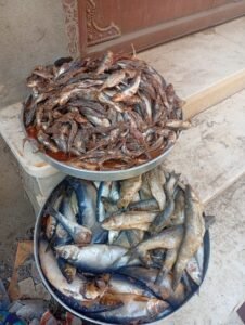 ضبط ٢ ونصف دقيق بلدي مدعم محظور تداوله قبل بيعه بالسوق السوداء وربع طن أسماك مملحة غير صالحة بالشهداء