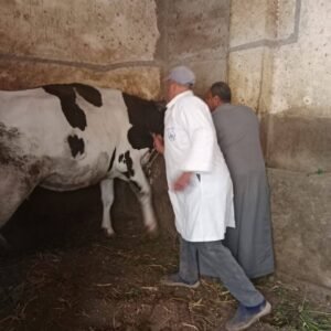 تحصين 37 الف رأس ماشية منذ بدء الحملة القومية الأولى للتحصين ضد مرض الحمى القلاعية والوادي المتصدع بالمنوفية