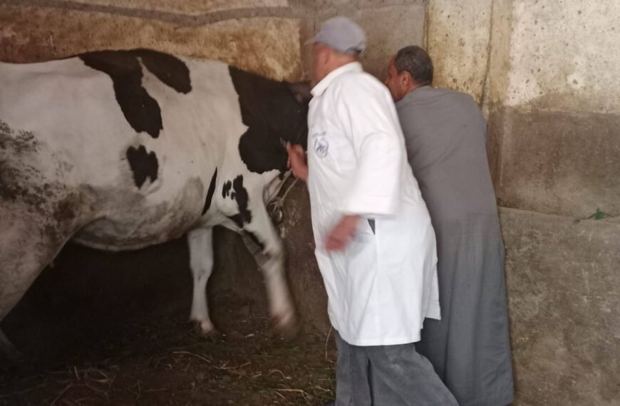 تحصين 37 الف رأس ماشية منذ بدء الحملة القومية الأولى للتحصين ضد مرض الحمى القلاعية والوادي المتصدع بالمنوفية